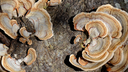 Guide To Turkey Tail: The Immunity Shroom