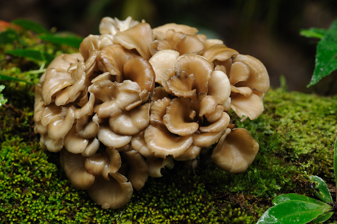 Ultimate Guide To Maitake: The Sugar Shroom